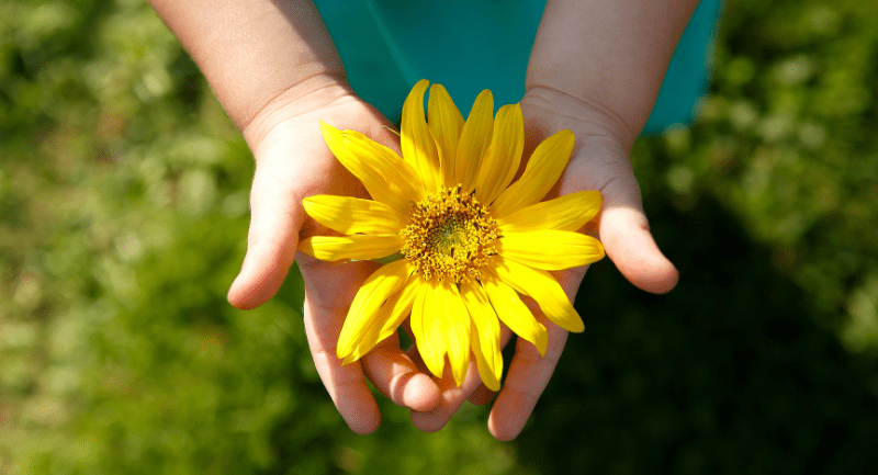 Close up of a young child holding a big yellow flower in their hands