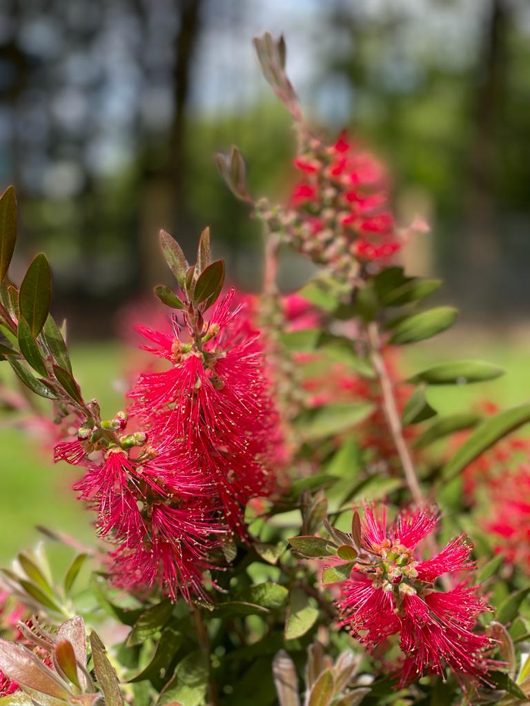 Close up of red colourful plant