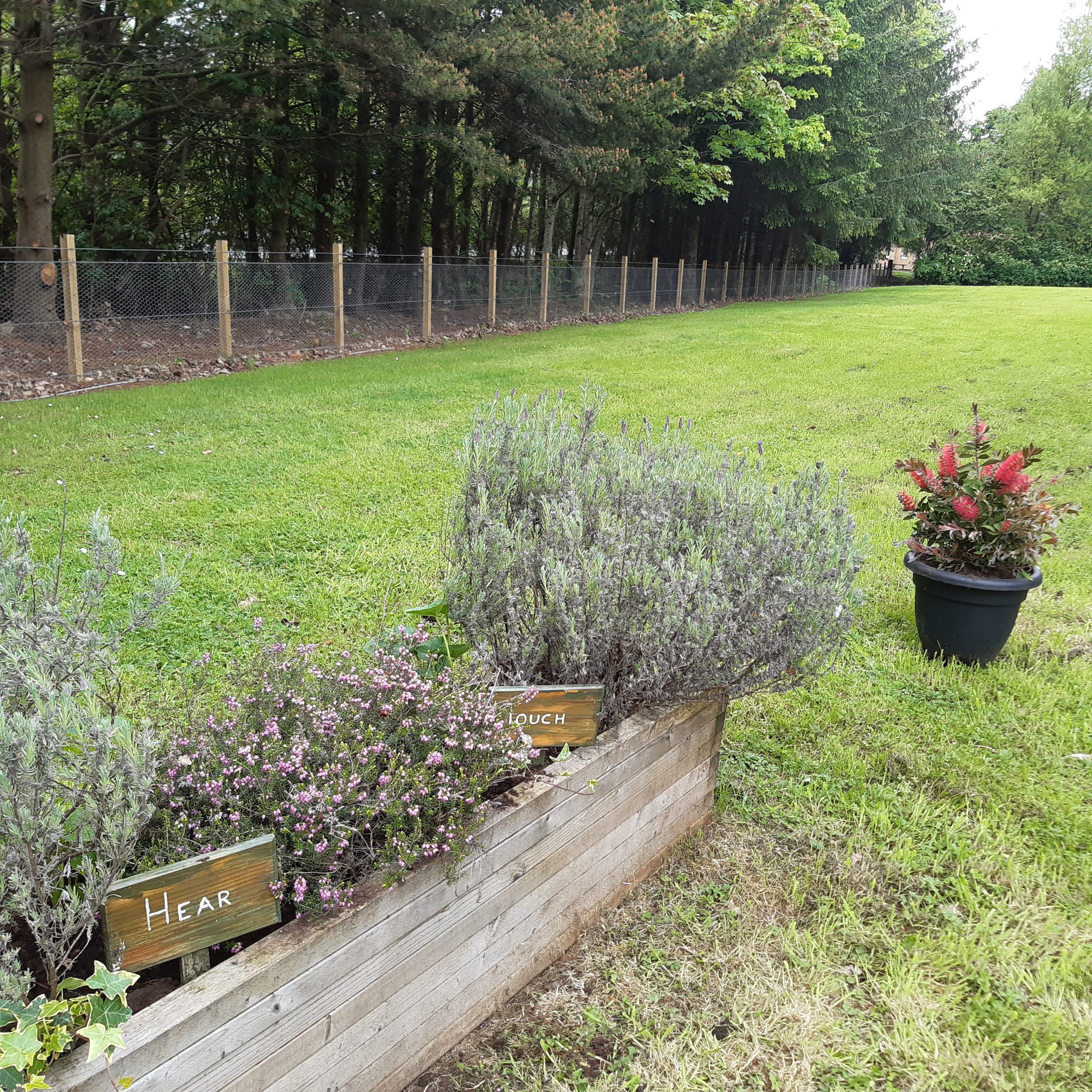 Planter in a garden full of green plants