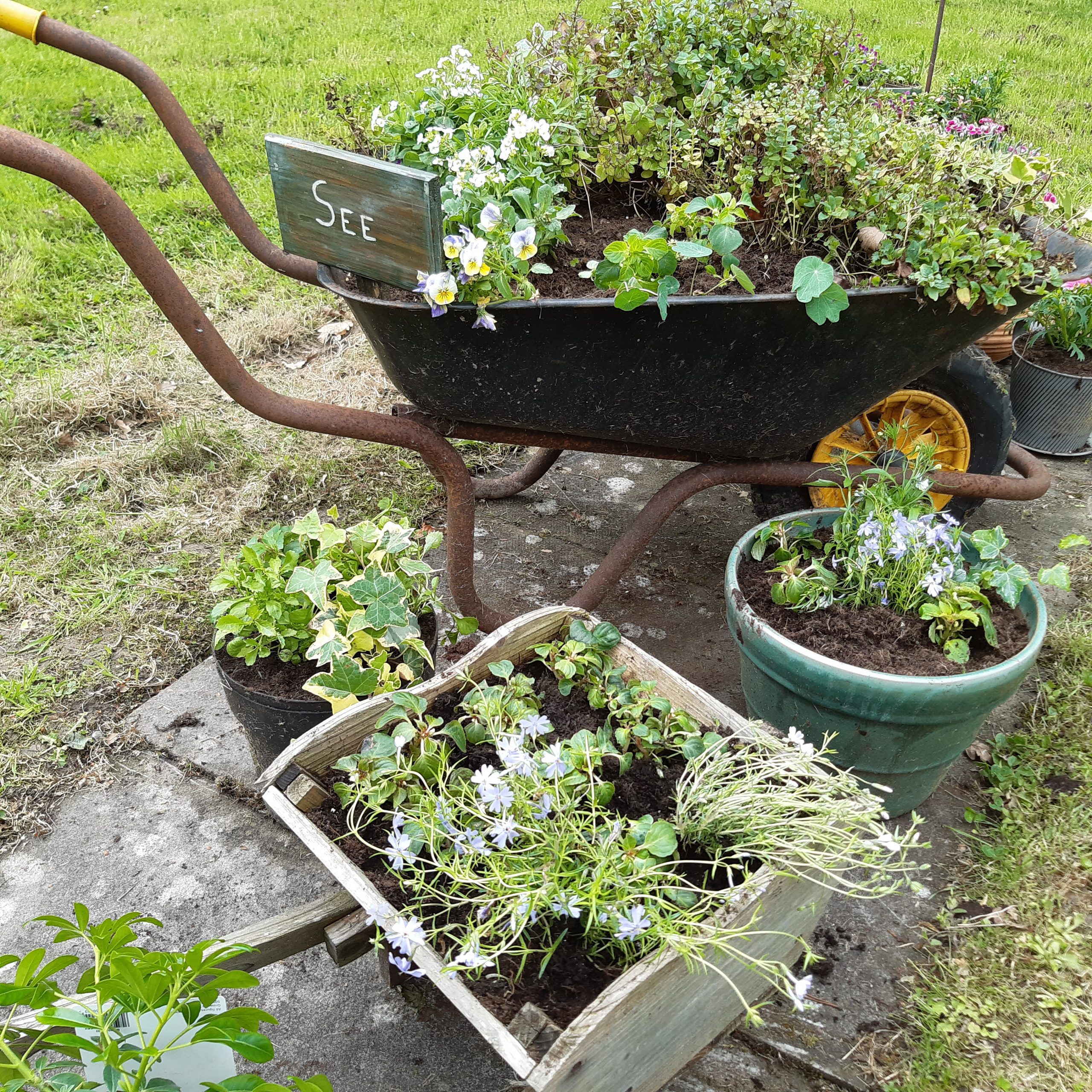 Wheelbarrow full of green plants