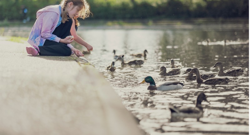 A young person sitting at the side of a pond feeding ducks